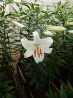 [4239 Siberia HLCTL No01.JPG]